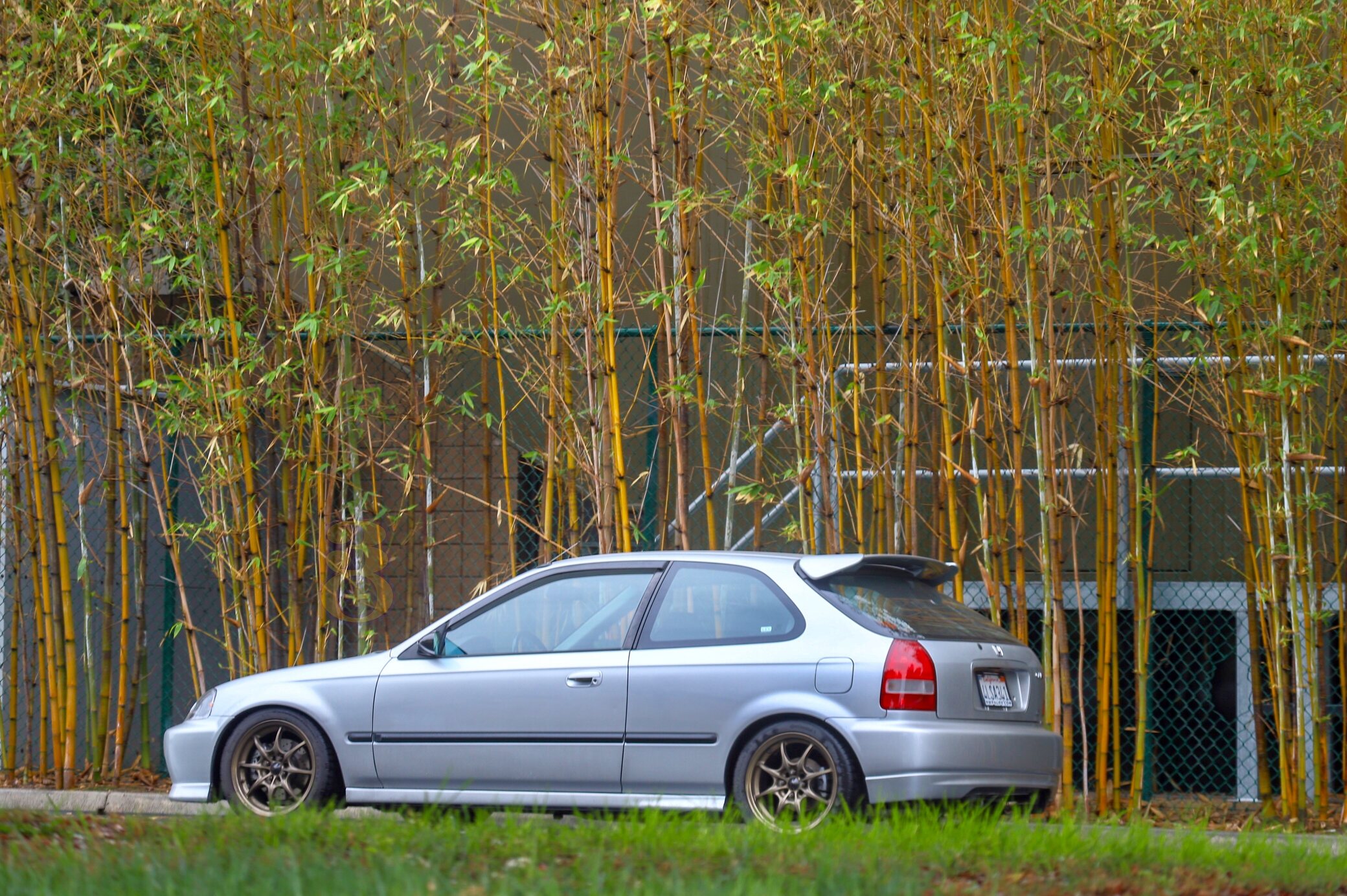 EK Bamboo 2.jpg
